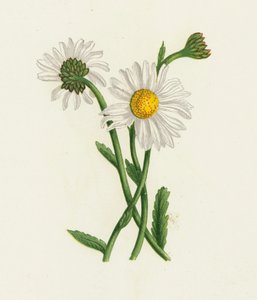 Weiße Margerite, Chrysanthemum Leucanthemum